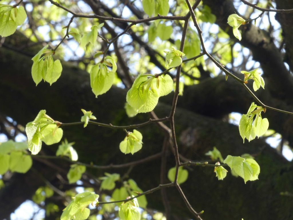 albero sotto casa